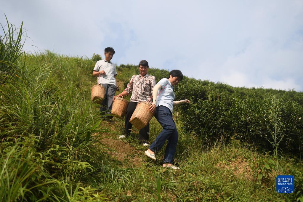 在廣西蒼梧縣六堡鎮(zhèn)山坪村，祝雪蘭（前）和村民采茶后走下茶山（2022年9月22日攝）。新華社記者 陸波岸 攝